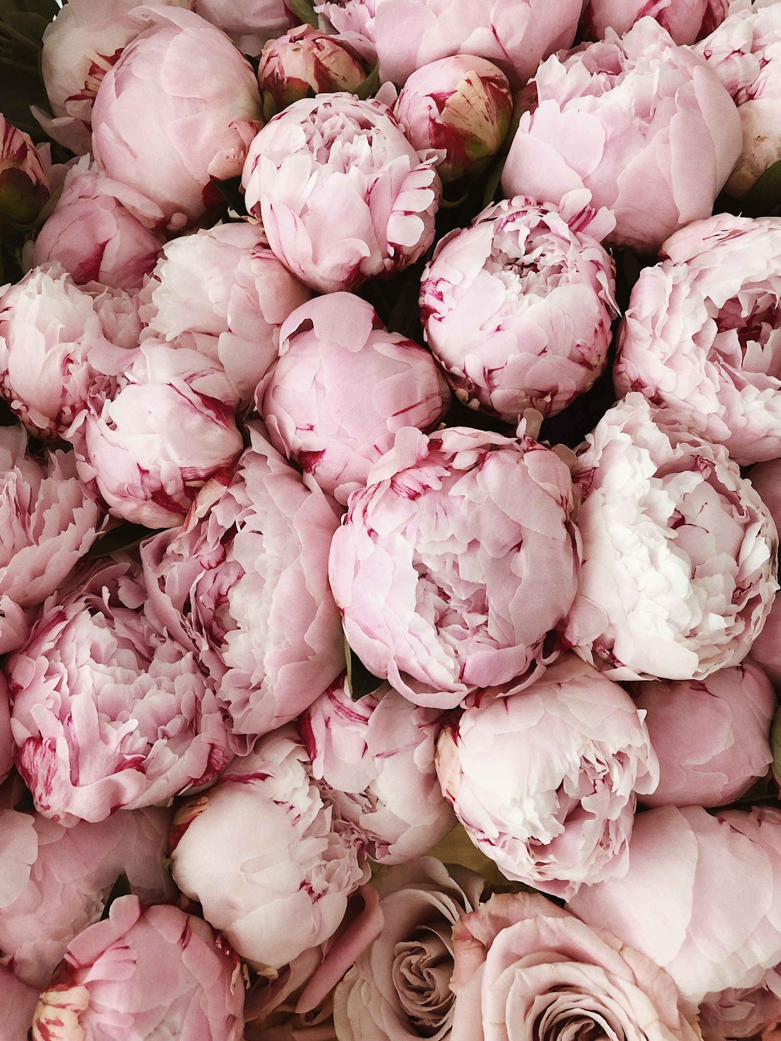 Brassée de pivoines roses