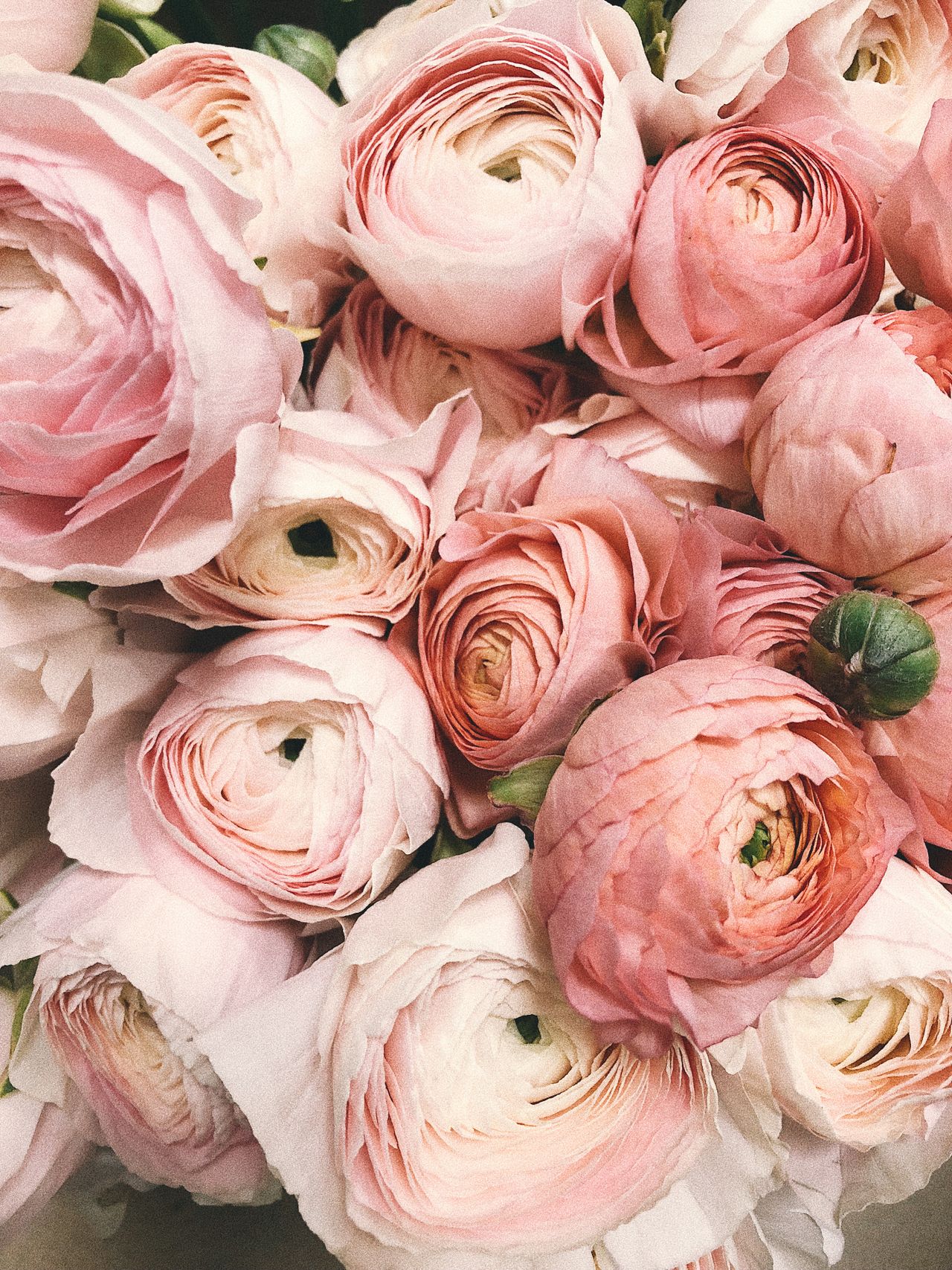 Bouquet de renoncules roses