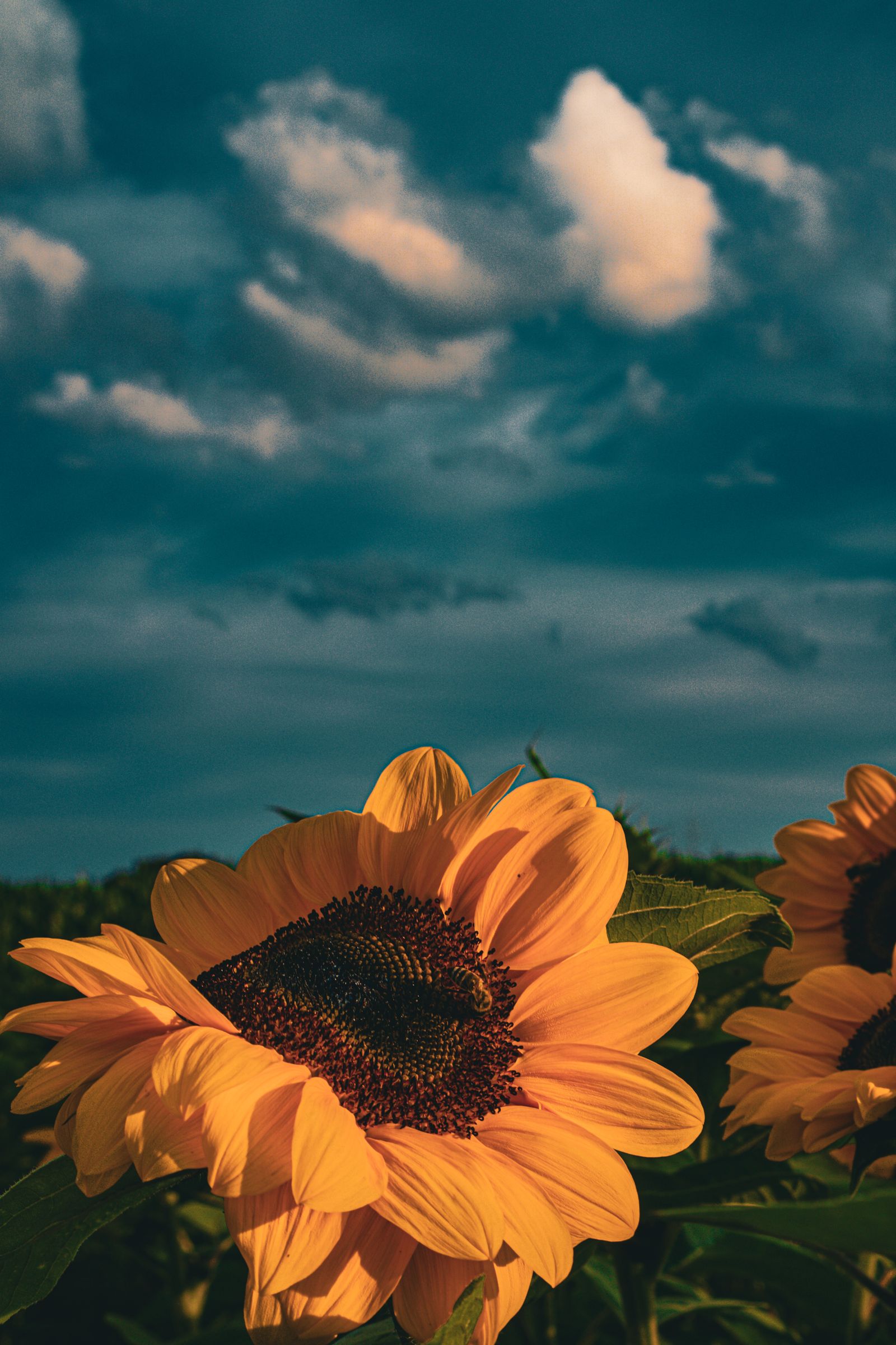 Un tournesol en fleur devant un ciel chargé de nuages