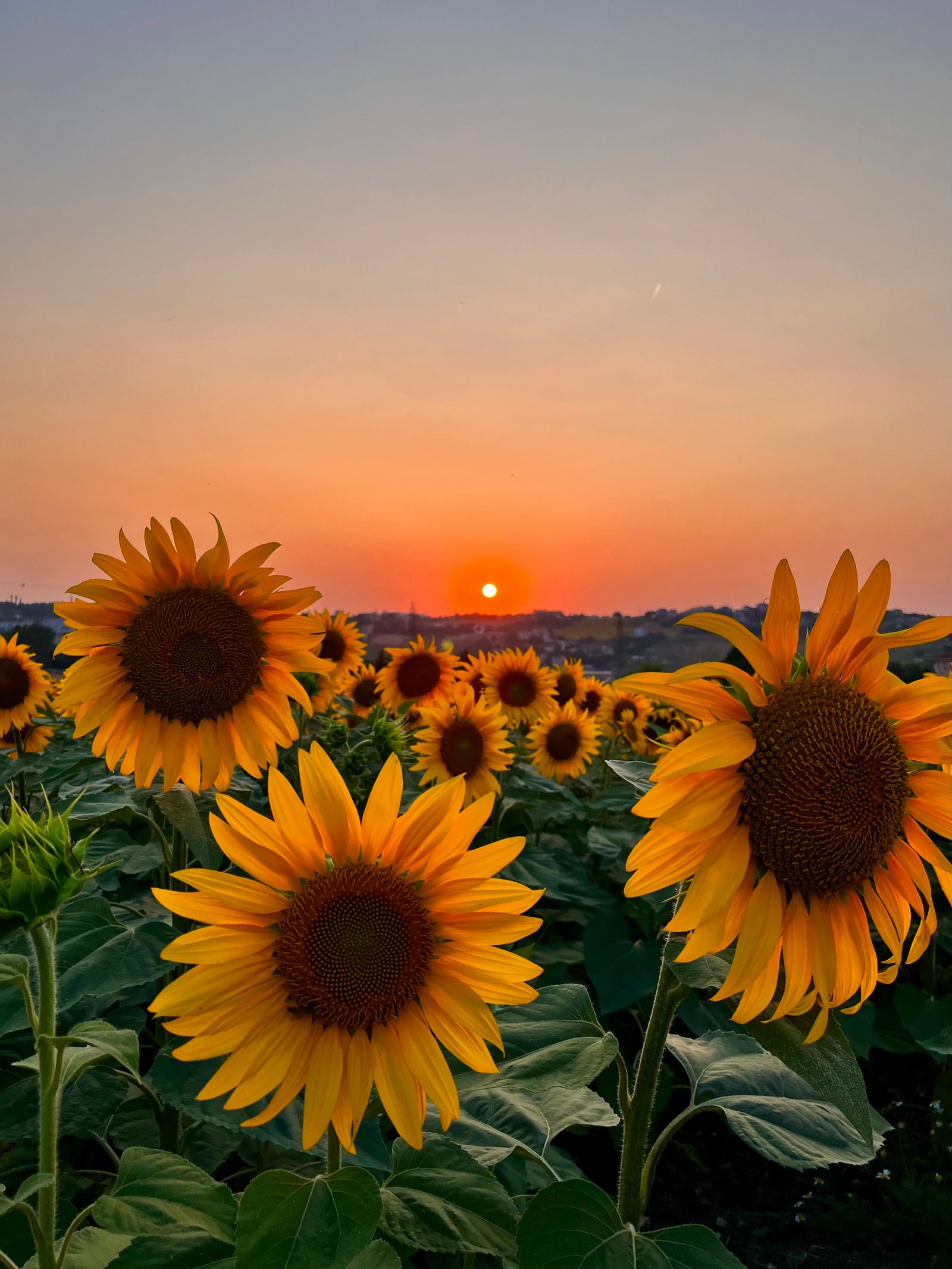 Un champ de tournesols au soleil couchant, les coteaux à l'horizon