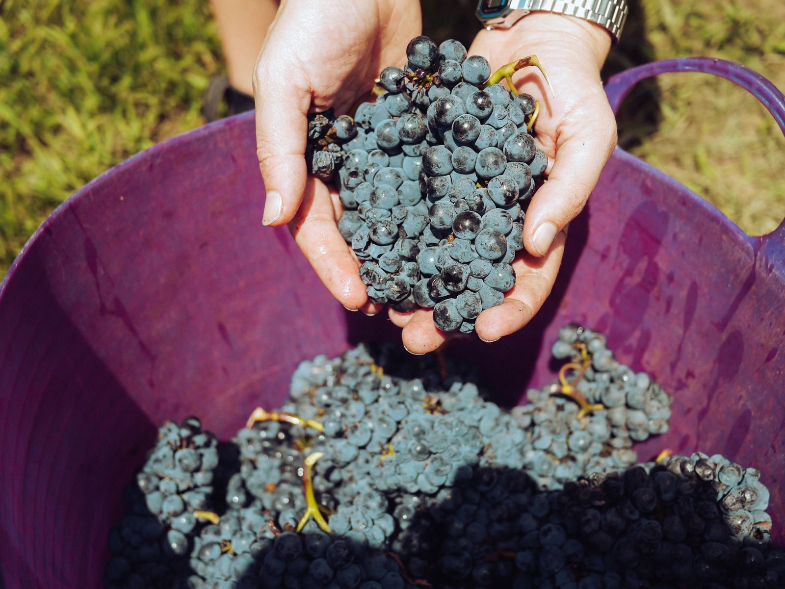 Des mains versent une brassée de raisin noir dans un seau de vendange