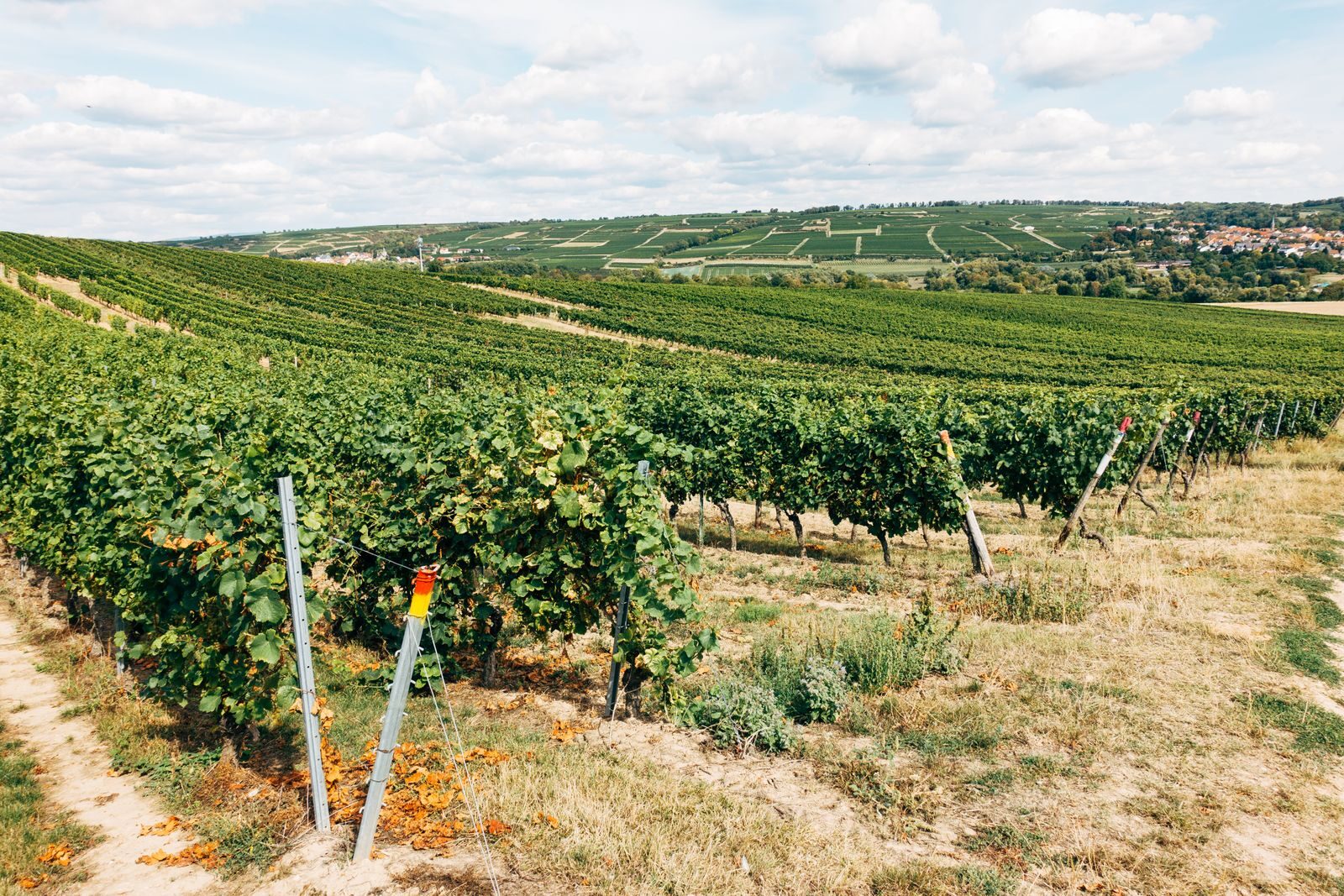 Les rangs de vigne descendent vers le village, sous un ciel d'été