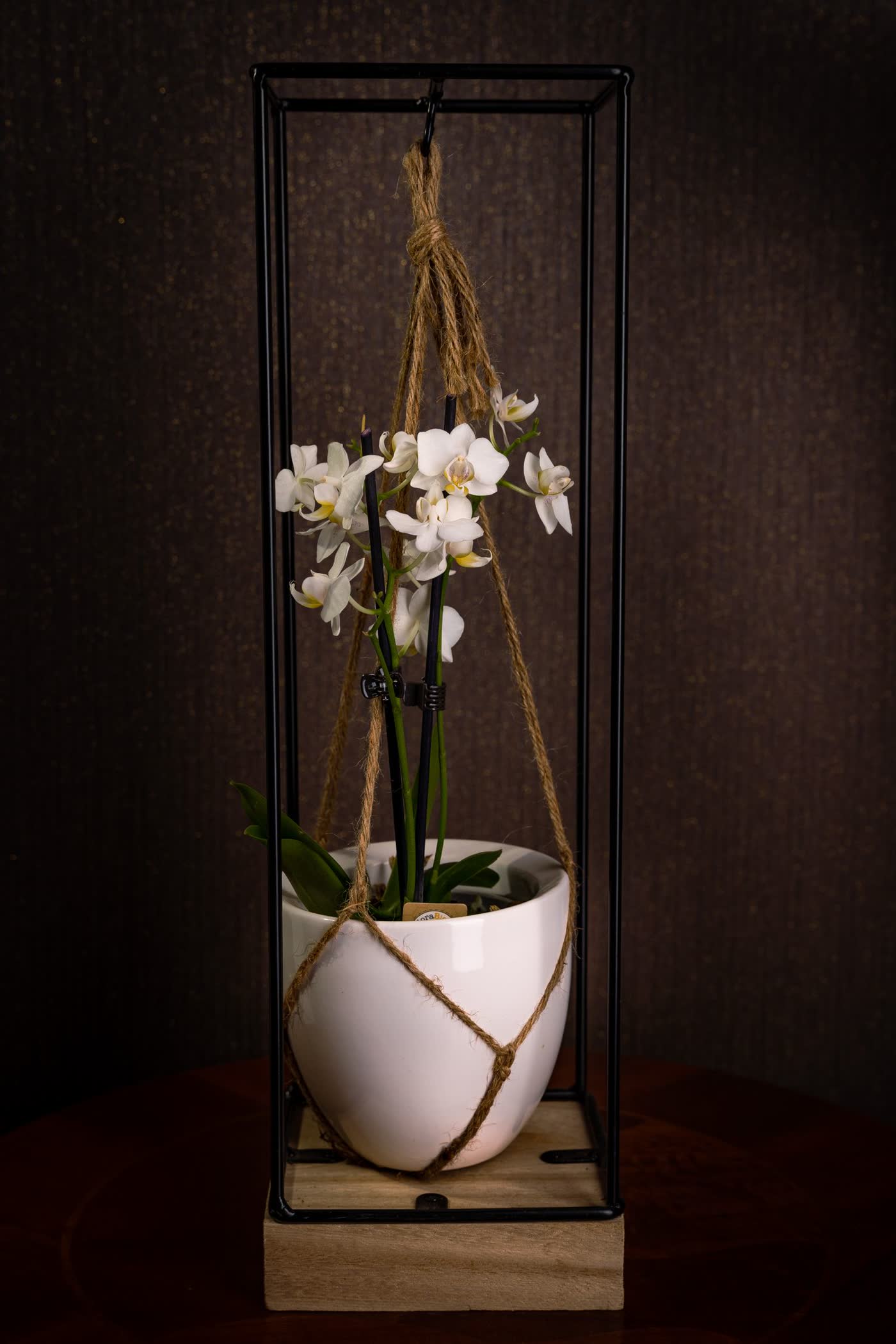 Orchidée en pot