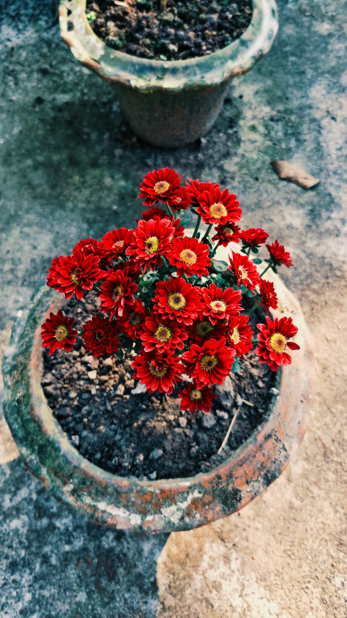 Chrysanthèmes en pot de terre