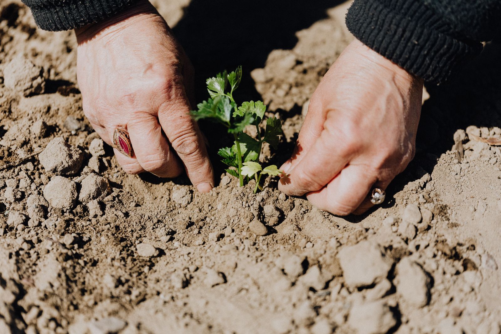 Plantation des premiers plants en pleine terre