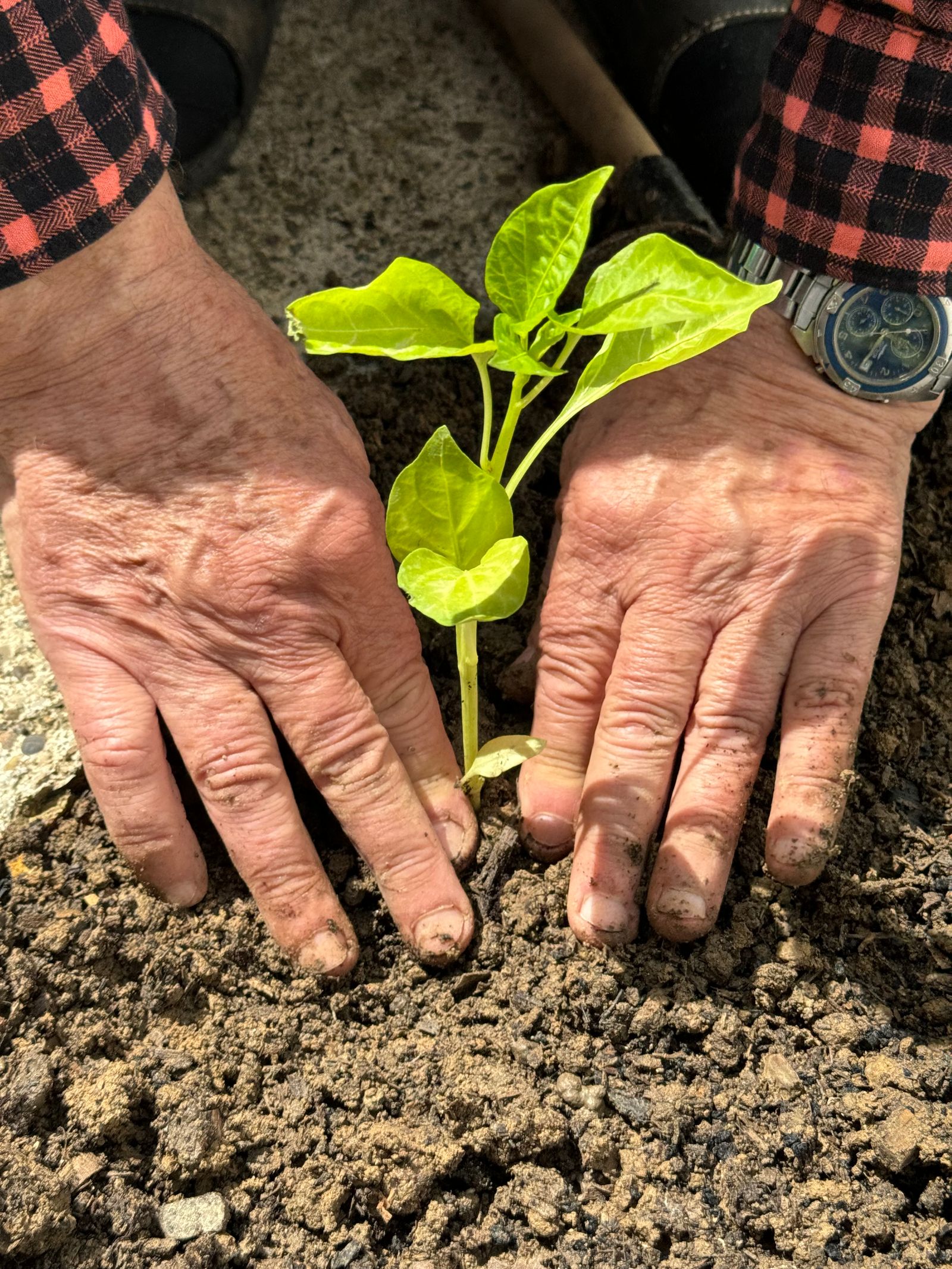 Mains plantant un jeune arbuste dans la terre