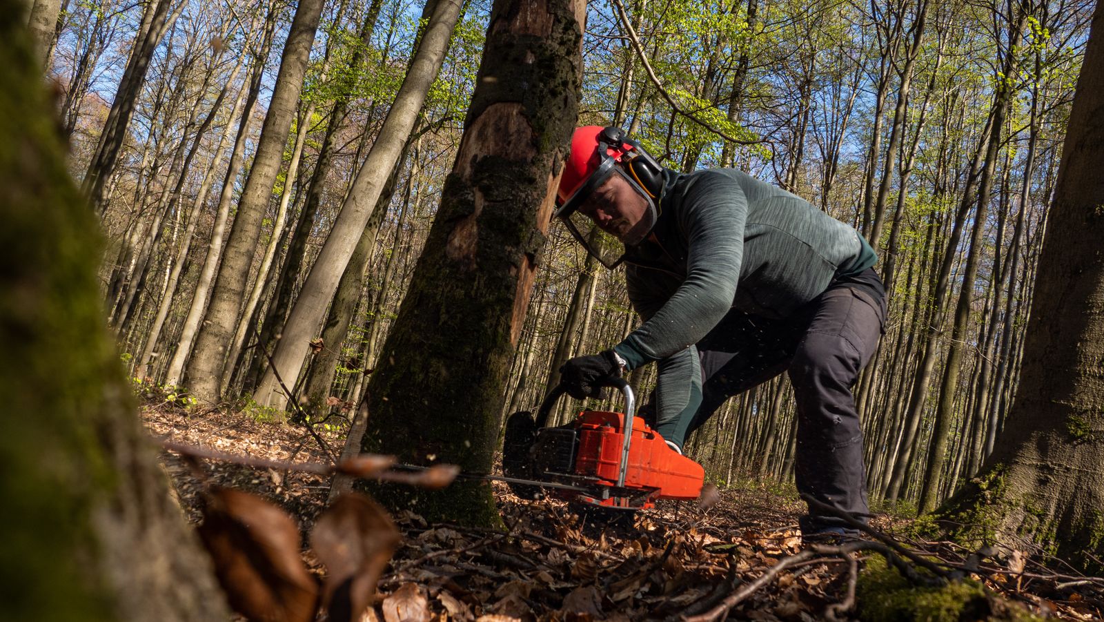 Élagueur au travail à la tronçonneuse au pied d'un arbre
