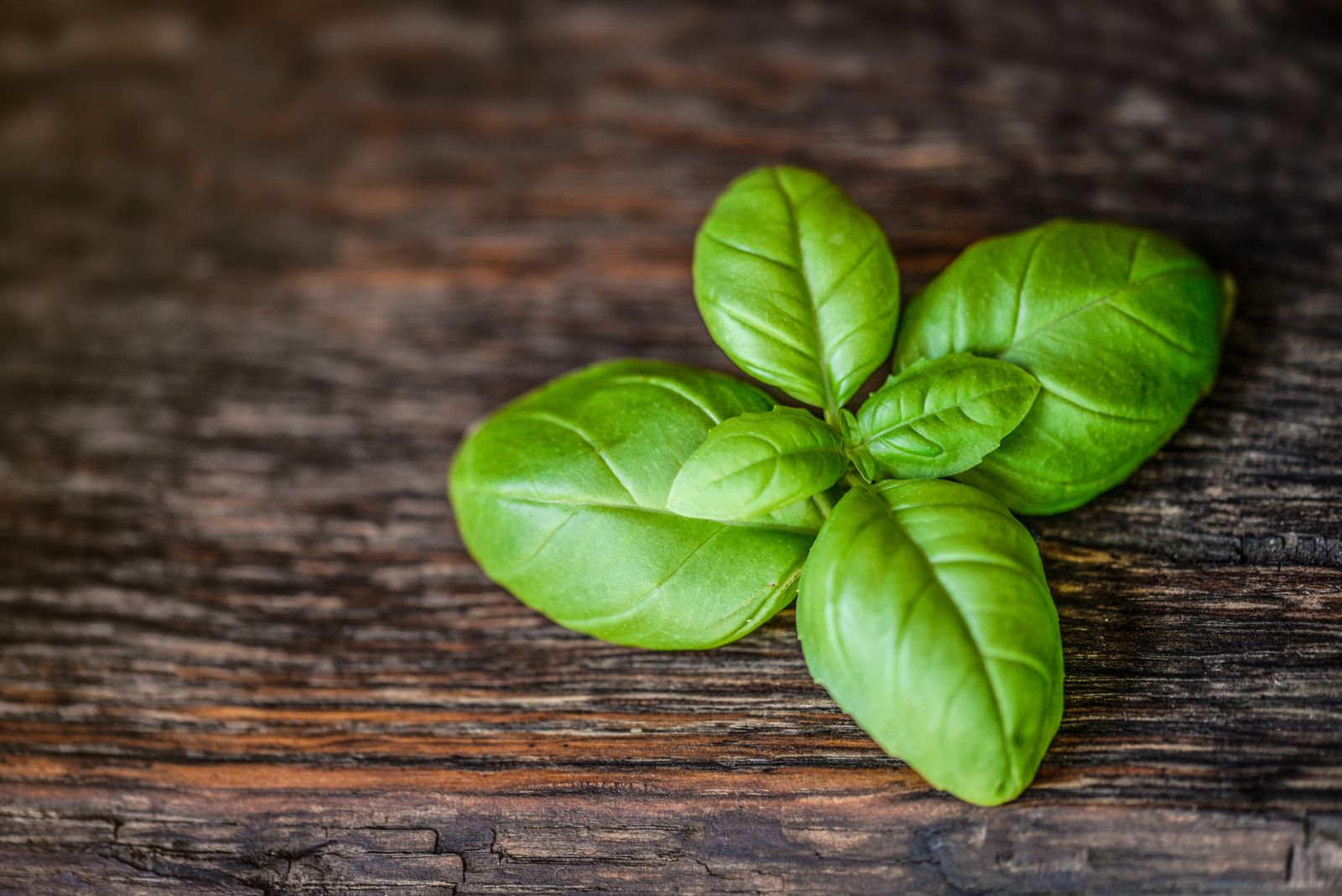 Feuilles de basilic frais sur le bois sombre du plan de travail