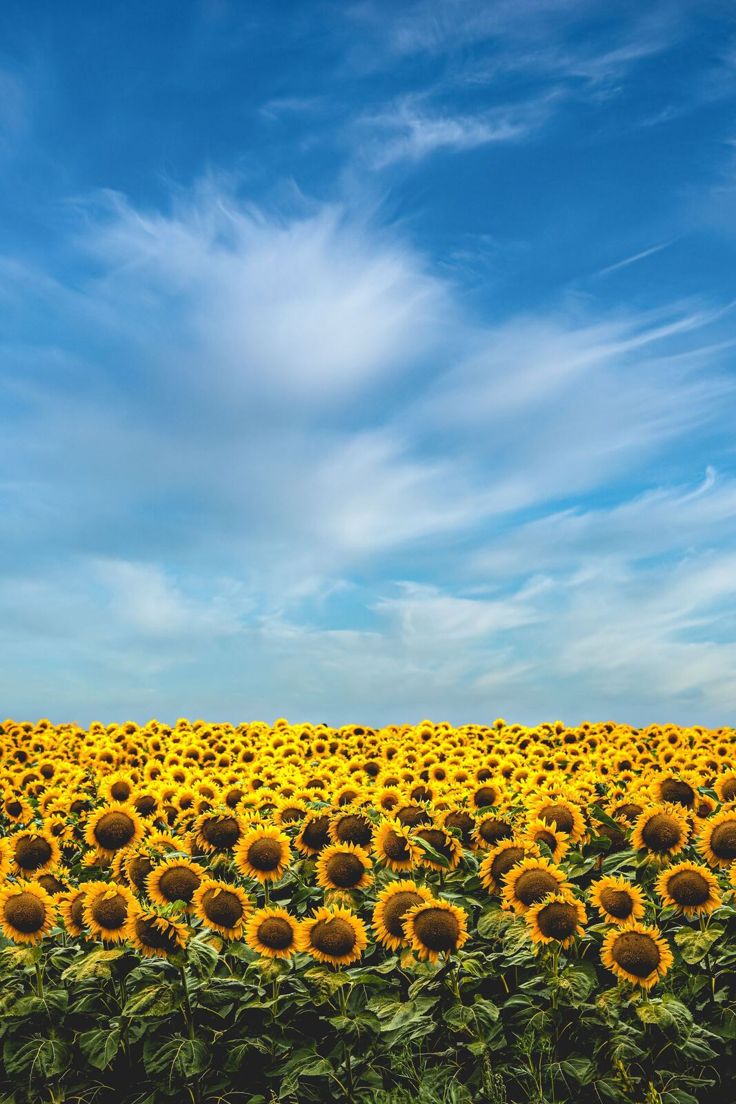Les tournesols en fleur sur la route de Fleurance