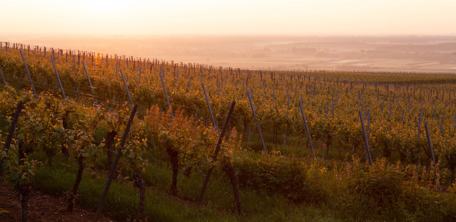Rangs de vigne du domaine dans la lumière dorée du matin