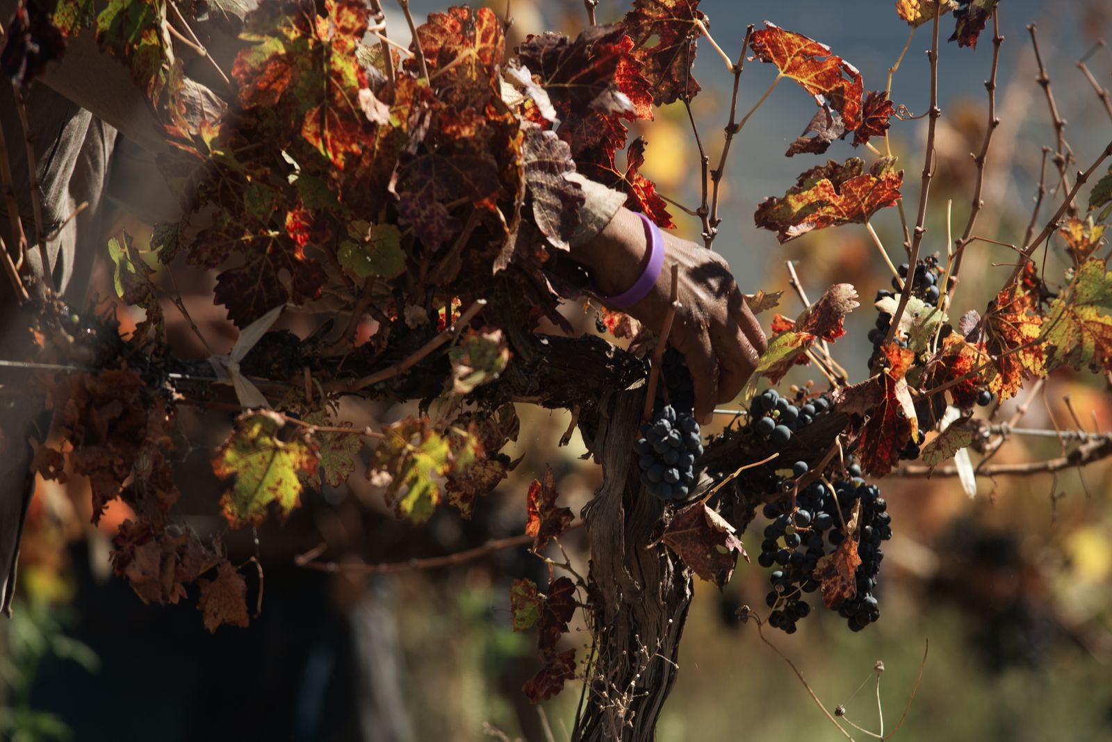Main coupant une grappe pendant les vendanges